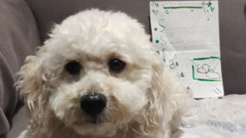Niña llevó a su perrito a la guardería y dejó instrucciones: carta se hizo viral