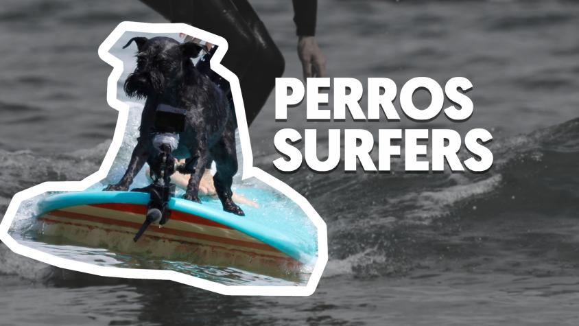 La peculiar exhibición de perros surfeando en España