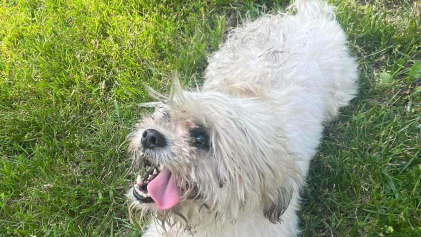 Estados Unidos: Policía mató de un disparo a perro sordo y ciego que estaba perdido