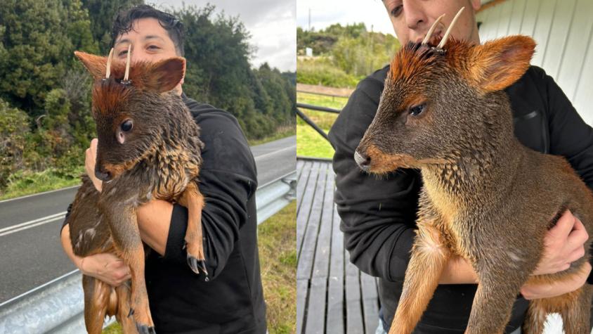 Joven rescató a pudú que era atacado por un perro en el lago Huillinco