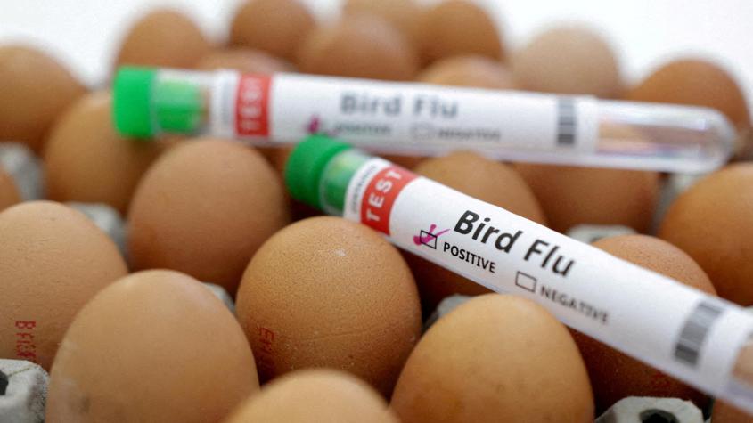"Murió por otra causa": México desmintió a OMS sobre caso fatal de gripe aviar en hombre de 59 años