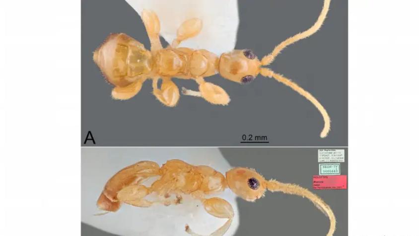 Hallan una nueva especie de avispa sin alas en Puerto Rico