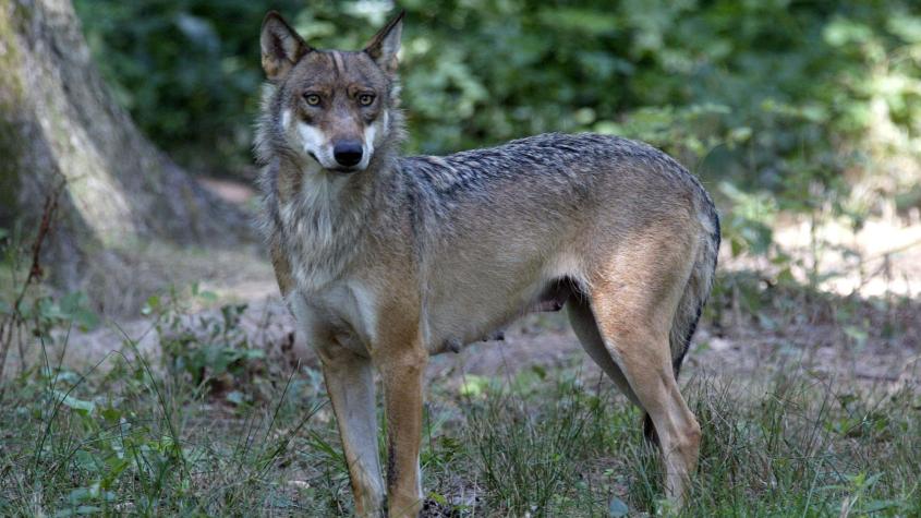 Mujer es herida de gravedad por ataque de lobos en zoológico en Francia