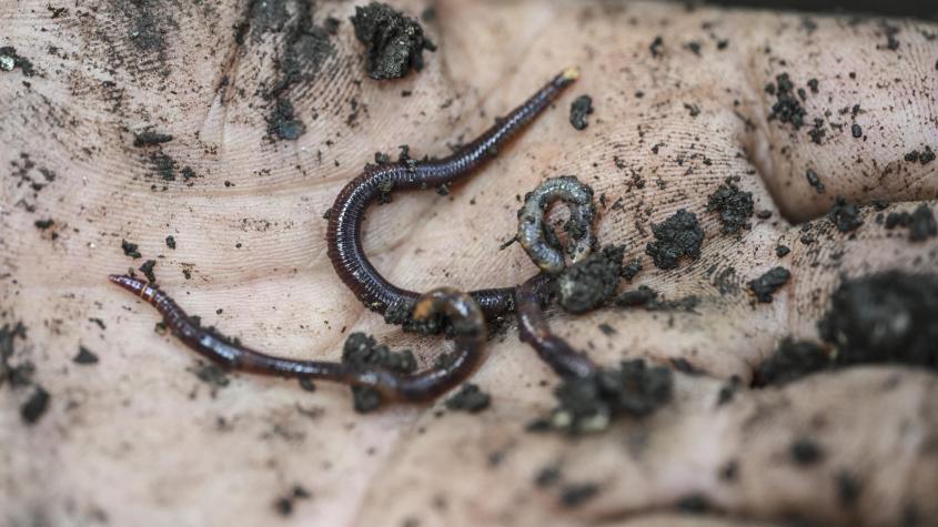 Preocupación en Costa Rica: Un muerto y siete infectados por enfermedad transmitida por gusano
