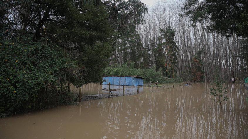 Declaran Alerta Roja en Arauco por desborde de Río Pichilo 