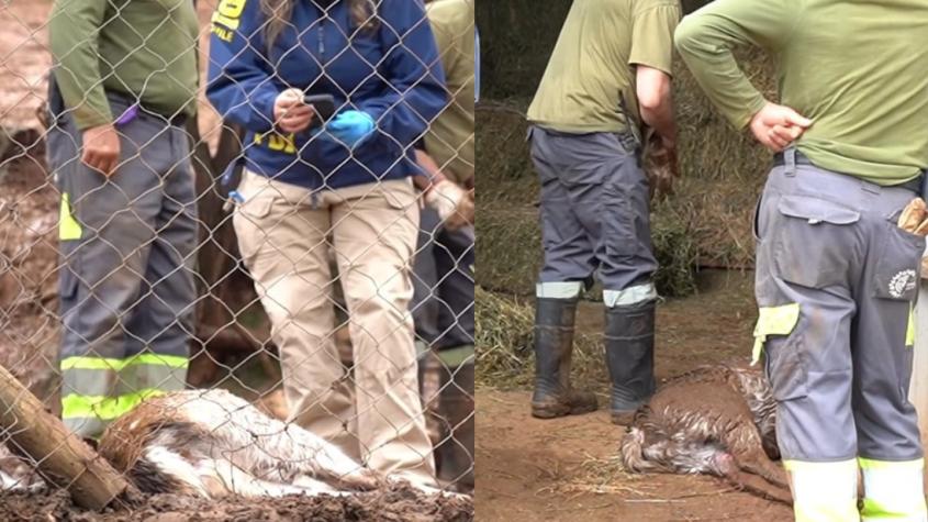 Quilpué denuncia que 20 ciervos y dos pavos reales de su Ecoparque murieron tras ser atacados