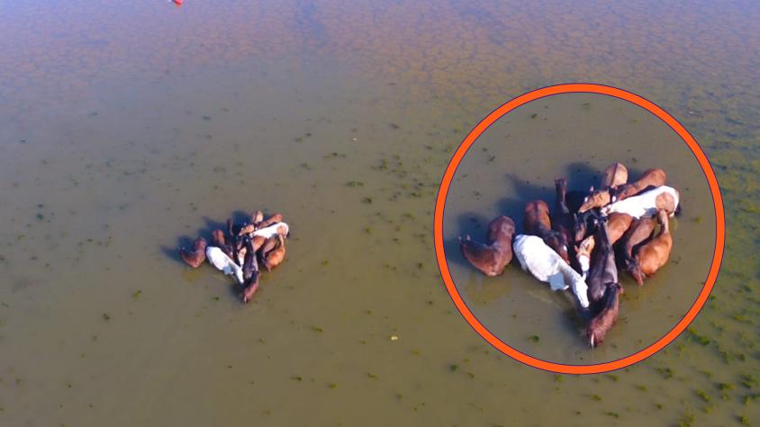 12 caballos permanecen atrapados en la Laguna de Aculeo: Vecinos se organizan para rescatarlos