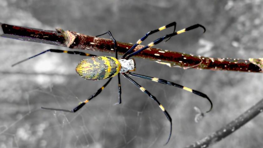 Araña Joro: la especie gigante voladora que aterroriza a Estados Unidos
