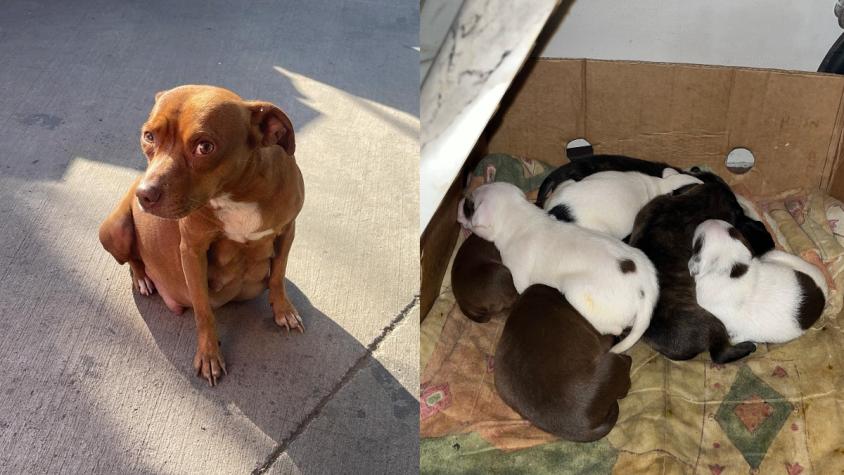 "Seguro estaba buscando comida": La historia viral de perrita que murió atropellada en Recoleta y dejó ocho cachorros