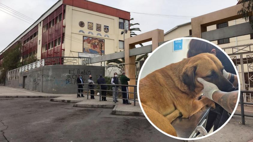 Estudiantes lanzaron perro desde tercer piso de liceo en Antofagasta