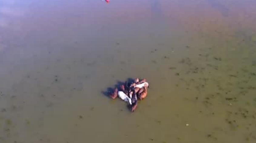 Angustiante rescate de caballos atrapados en medio de la Laguna de Aculeo