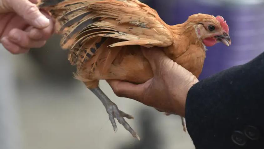 Lo que debe saber sobre supuesto caso fatal de gripe aviar