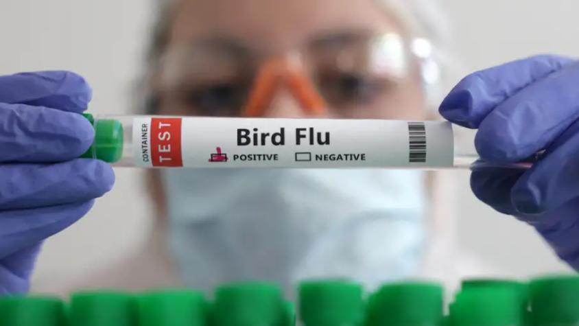 La OMS aclara que muerte de mexicano no es por gripe aviar