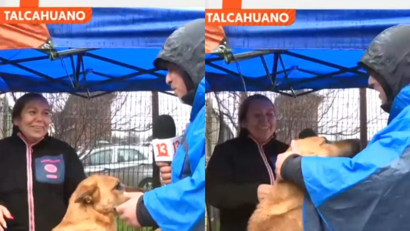 Perrito interrumpió despacho desde Talcahuano: quería que le hicieran cariño