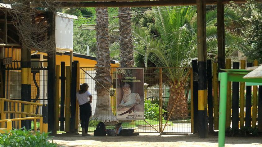 Qué dijo la Municipalidad de Quilpué por el ataque de perros que dejó 25 animales muertos en el zoológico