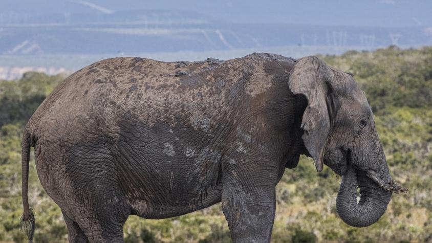 Un turista español muere en Sudáfrica pisoteado por un elefante