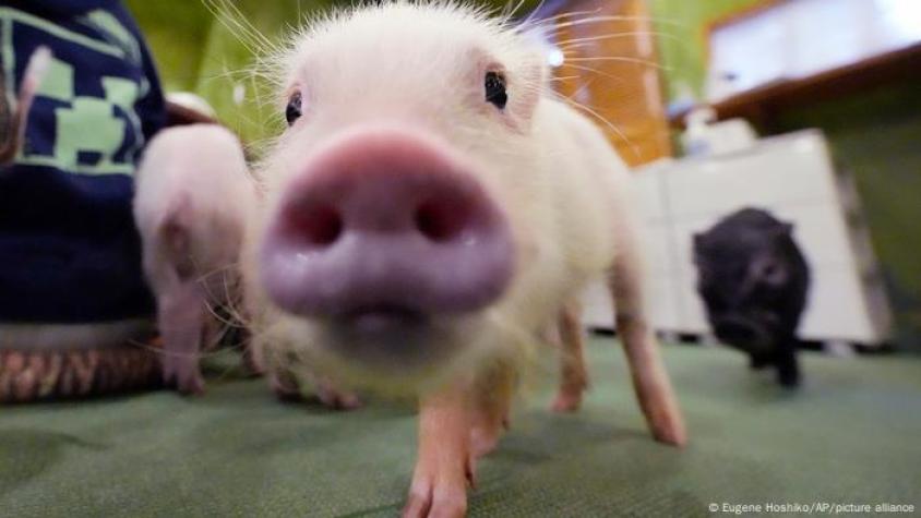 Perros o cerdos: ¿qué animal "lee" mejor la emoción humana?