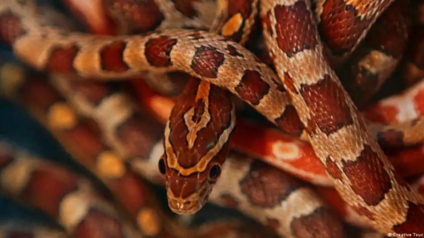 Viajero intenta introducir a China 100 serpientes en su ropa