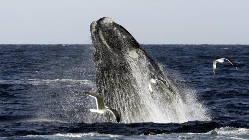 Cada una con su cría: Sernapesca confirmó avistamiento de ballenas franca austral en costas de 3 regiones