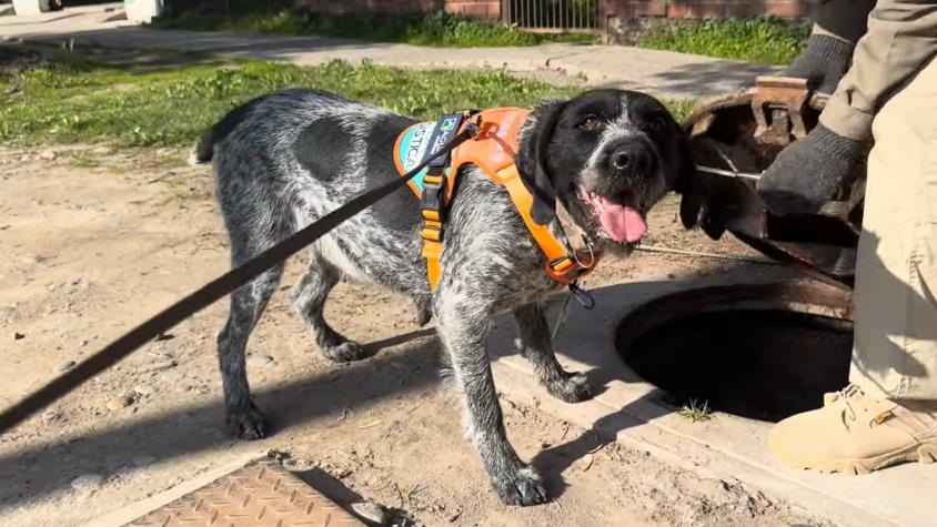 Así trabaja Suki, la primera perrita de Latinoamérica en detectar fugas de agua potable