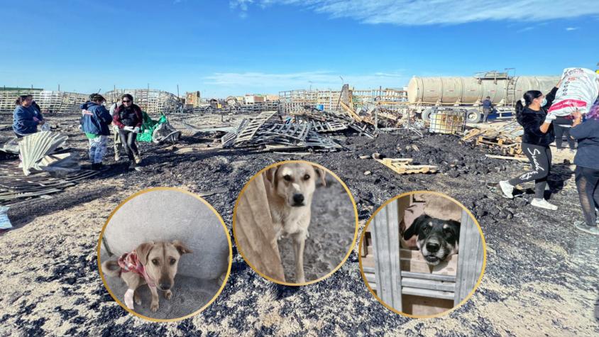 Al menos 30 perros mueren en incendio de refugio en Calama: Alcalde apunta a intervención de terceros