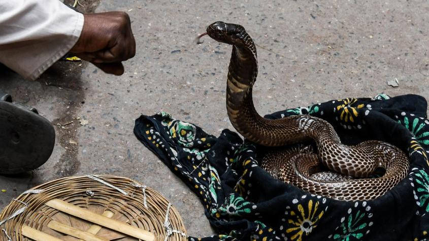 Hombre mató a mordidas a serpiente venenosa en India: Reptil lo había atacado