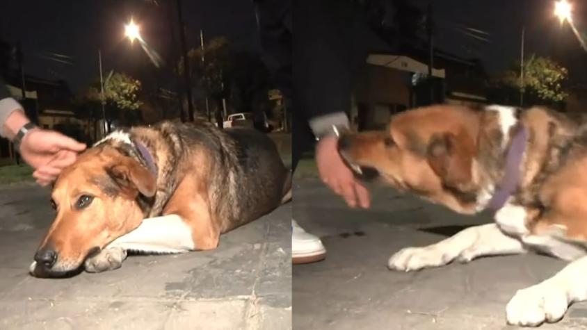 "Algunos dicen que es un asesino": el accidentado despacho de un periodista que defendía y acariciaba a un perro "Algunos dicen que es un asesino": el accidentado despacho de un periodista que defendía y acariciaba a un perro