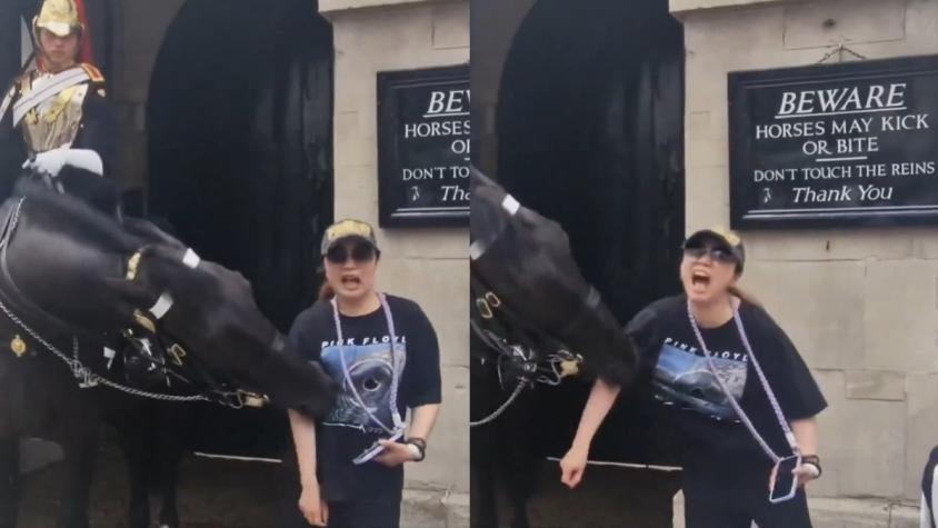 A pesar de la advertencia frente a ella: turista fue mordida por caballo de la Guardia Real en Londres