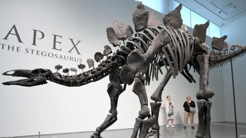 El más caro de la historia: Subastan esqueleto de dinosaurio por 44,6 millones de dólares