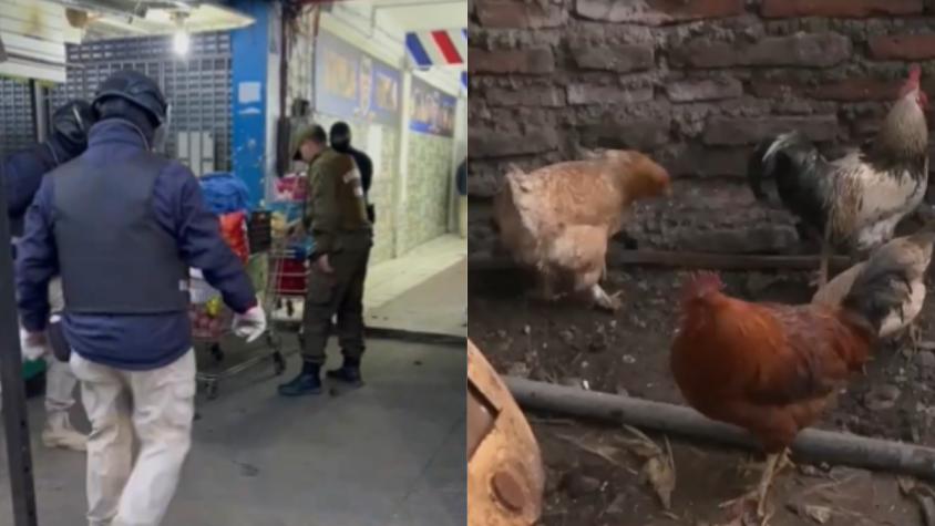 Barbería del barrio Franklin ocultaba carros con comida y animales vivos tras una puerta falsa