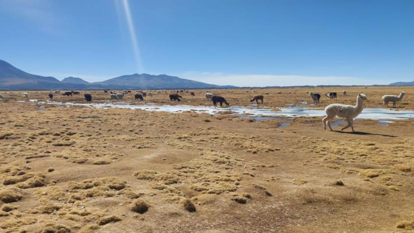 Encuentran muerta a mujer venezolana en frontera entre Chile y Bolivia