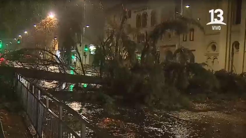 Gigantesco árbol caído interrumpe las tres pistas de la Alameda hacia el oriente