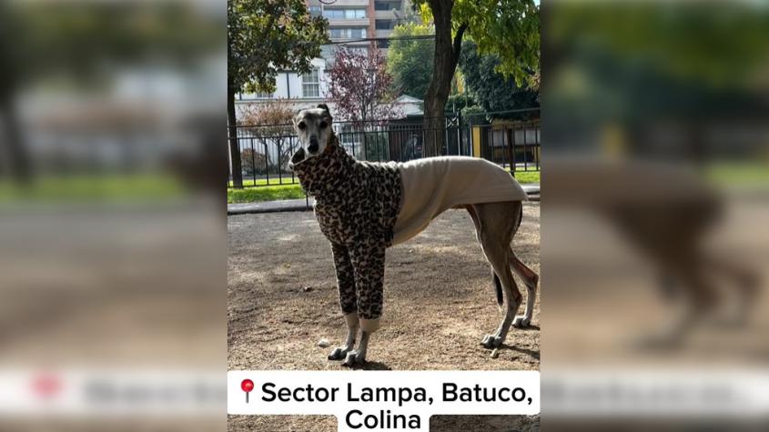 Joven ofrece $1.000.000 por datos para encontrar a su perrita galgo: Escapó de un hotel canino en Lampa