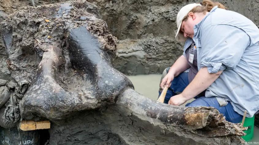 Sorprendente hallazgo del cráneo de un mastodonte en Iowa: tendría más de 13 mil años