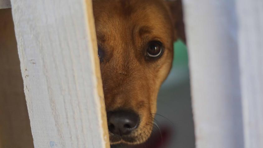 Hombre es acusado de abusar sexualmente de sus perros en Valparaíso: ¿Cómo se sanciona la zoofilia en Chile? Hombre es acusado de abusar sexualmente de sus perros en Valparaíso: ¿Cómo se sanciona la zoofilia en Chile?
