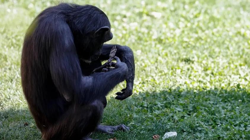 El largo adiós de Natalia: Chimpancé soltó el cuerpo de su cría fallecida tras siete meses de duelo