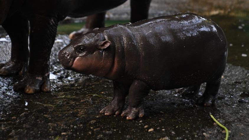 Quién es Moo Deng, el hipopótamo bebé que se volvió viral por su tierna carita