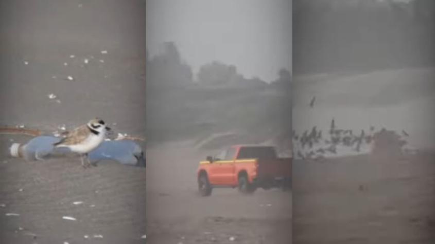 Sujeto atropelló intencionalmente a aves en playa de Ritoque: Destruyó nidos y mató polluelos