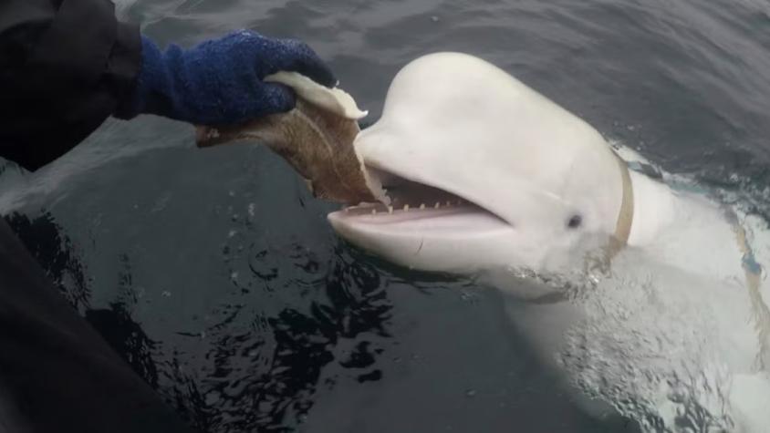 Encuentran muerta a Hvaldimir, la ballena blanca "espía" de Rusia