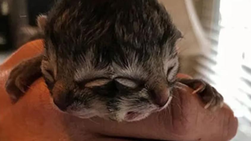 "Alcanzó a vivir cinco días": Muere gatito de dos caras nacido en Chile