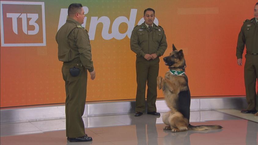 Desde bailar cueca a detectar explosivos: Perros de Carabineros se preparan para la Parada Militar