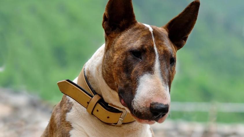 Habla dueña de bull terrier que mató a un perro en Vitacura: marido le fue infiel y tuvo que llevarse a 'Tropa' a una casa más chica