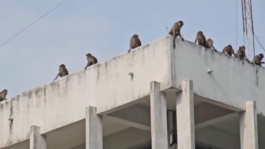 VIDEO | Turba de 200 monos fugitivos obliga a policías a atrincherarse en una comisaría en Tailandia