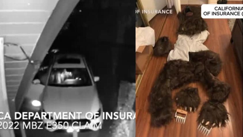 Intentaron cobrar seguro de autos por ataque de un oso, pero había sido un hombre disfrazado