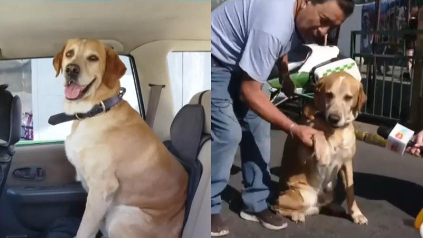 Su perrito se escapó "por enamorado" y salió a buscarlo con papeles vencidos: la fiscalización que terminó con "Ragnar" luciéndose en Tu Día