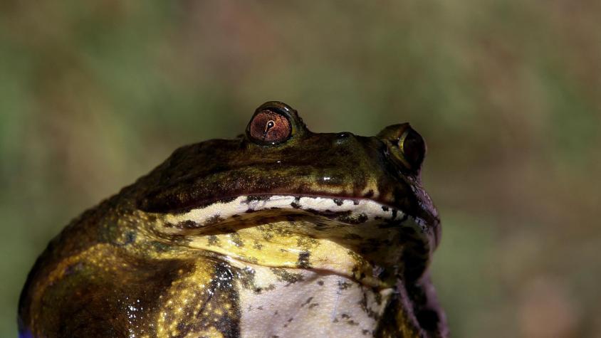 Primitiva rana gigante chilena busca sobrevivir al cambio climático