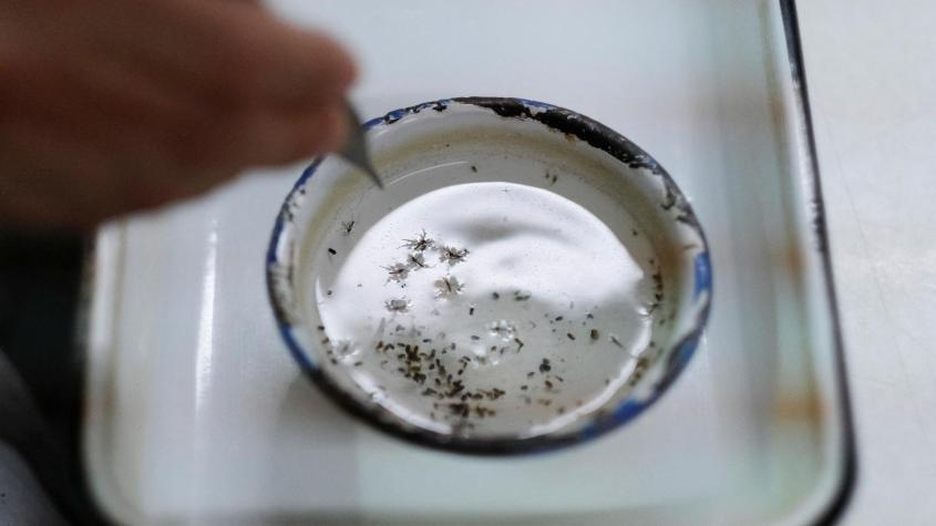 Brasil cerró 2024 con récords en casos y muertes por dengue Brasil cerró 2024 con récords en casos y muertes por dengue