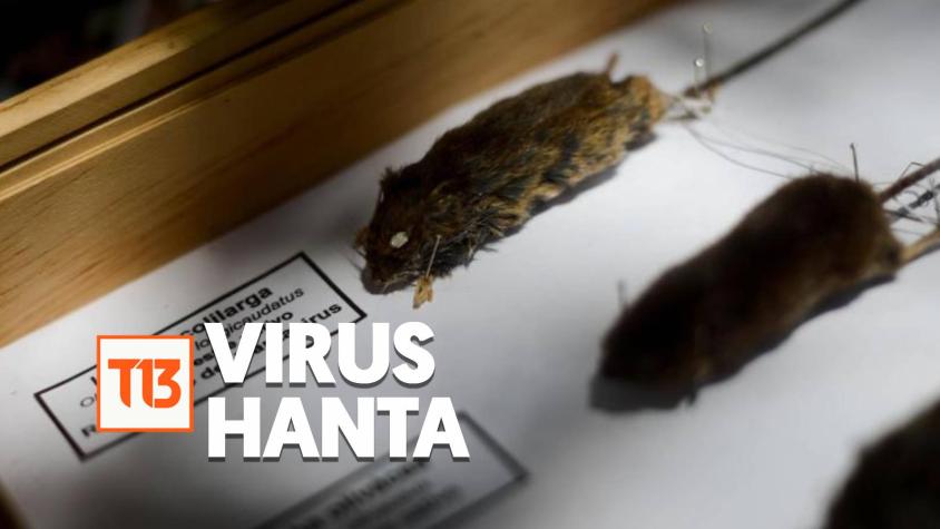 Virus Hanta: Qué es, cuáles son los síntomas y cómo me puedo contagiar