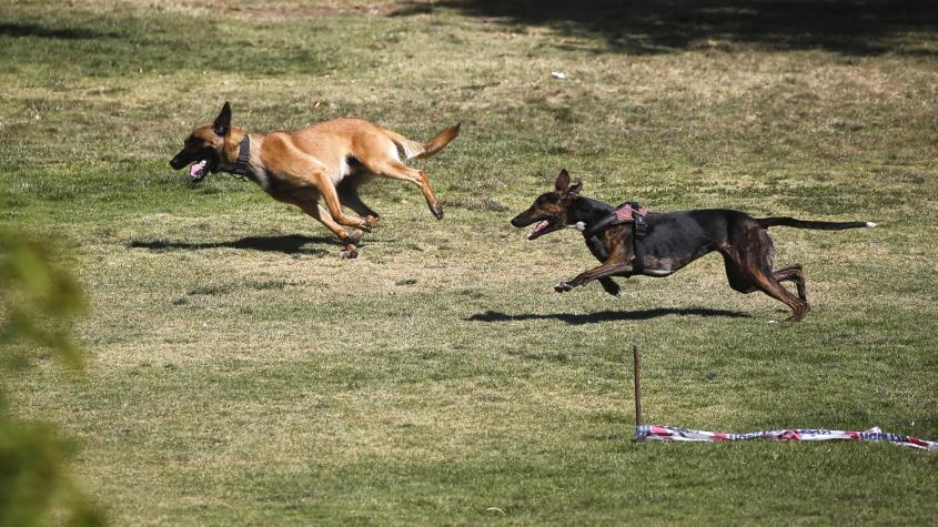 Niño de 5 años y su abuela fueron atacados por perros en Conchalí