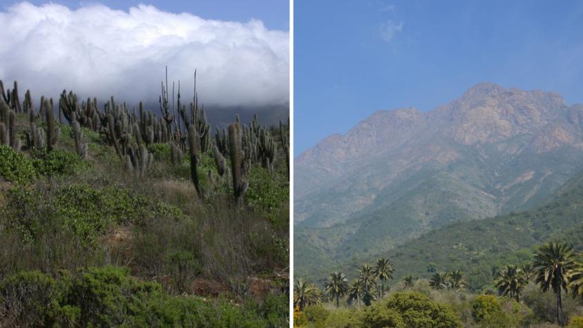 Por alerta de calor extremo: Conaf cierra parques nacionales entre regiones de Coquimbo y La Araucanía